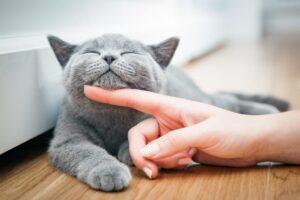 кошка