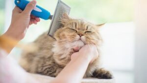 кошка
