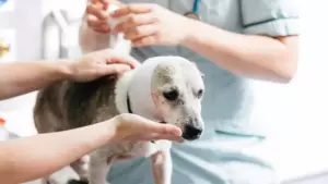 собака