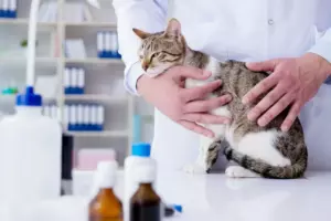 кошка