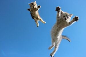 кошка