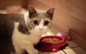 кошка