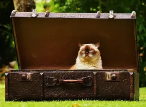 кошка