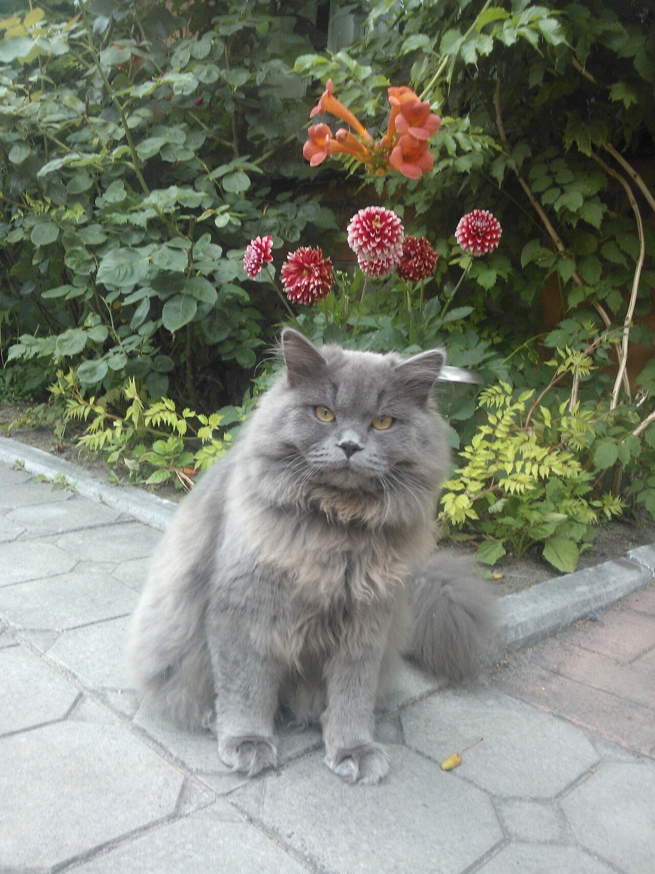 Кошка на диагностике