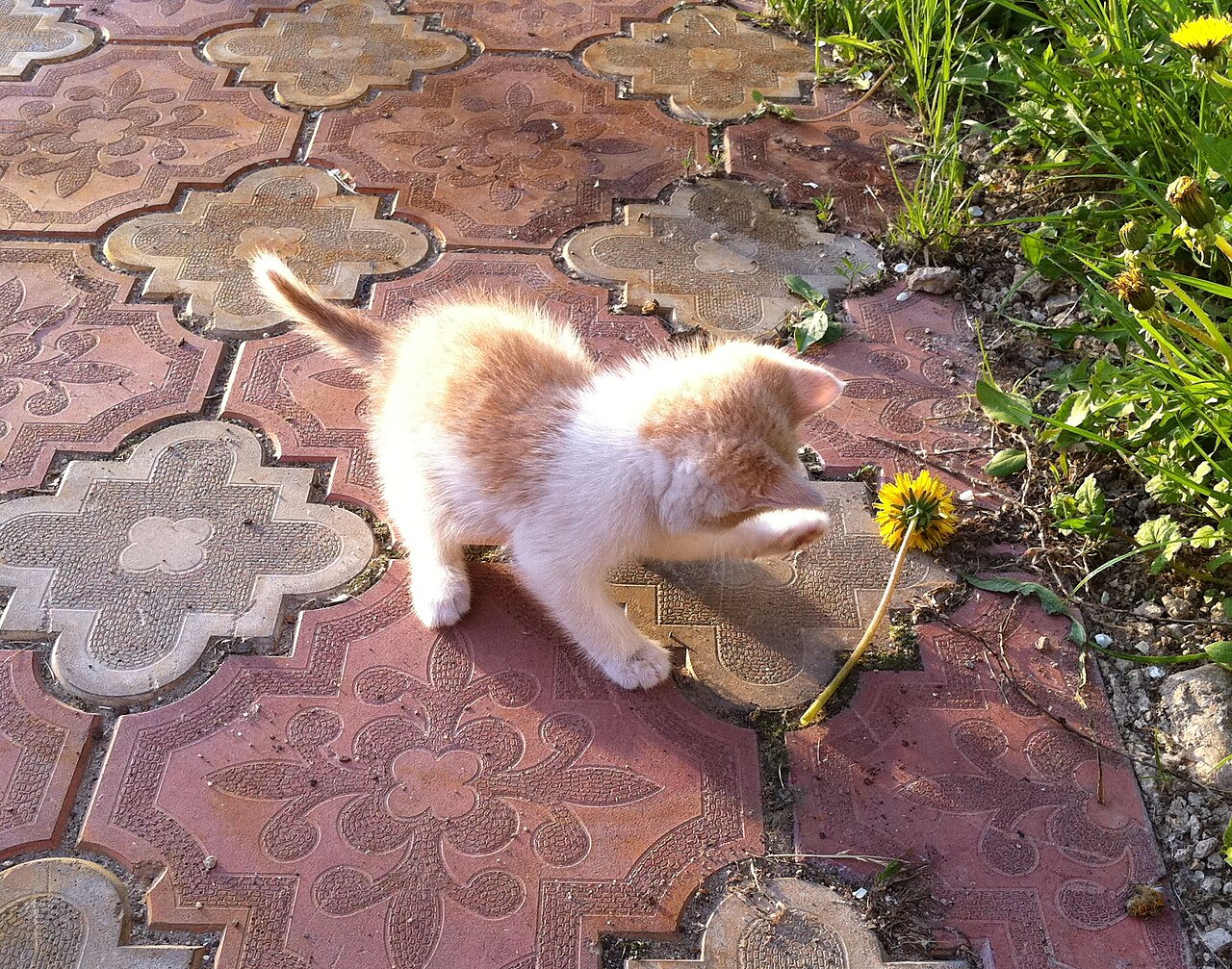 Котёнок в новом доме